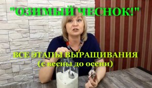 ОЗИМЫЙ ЧЕСНОК!