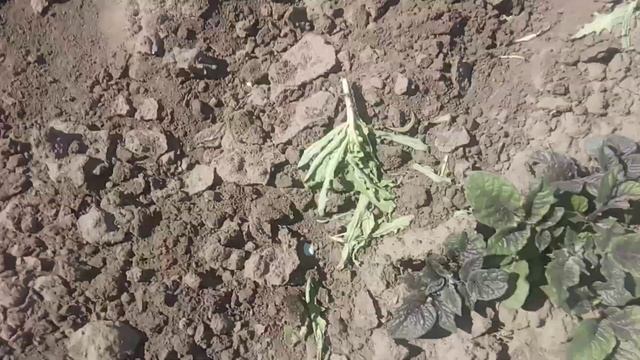 готовим грядки под помидоры и наш огород смотреть онлайн