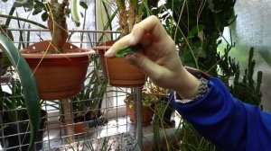 #Москвастобой - Обзорная экскурсия по оранжерее музея