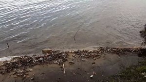 Осеннее купание в Старооскольском водохранилище 7 ноября.Село Бараново.