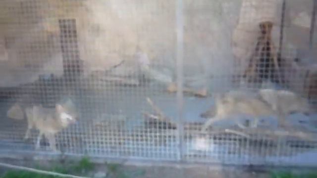 Волки серые смотреть онлайн