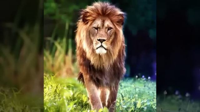 Самый красивый нашиды ?️ мира ??????⚔️ смотреть онлайн