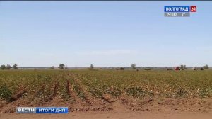 Волгоградская область расширит производство хлопка