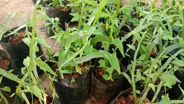 Muehlenbeckia Platyclada, Homalocladium Platycladum, Centipede Plant, Tapeworm Plant Or Ribbonbush