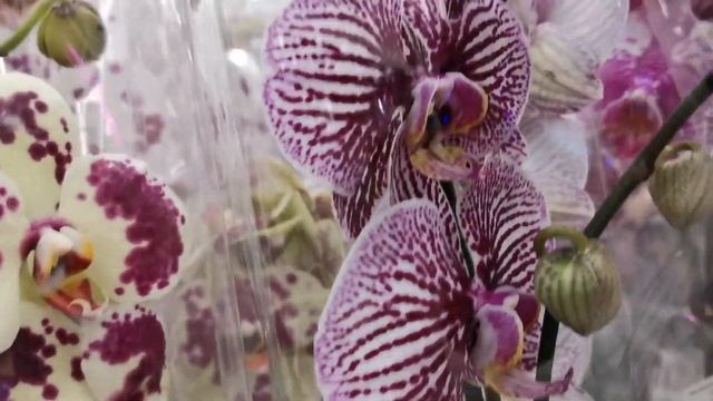 Огромный завоз шикарных орхидей в магазине Леруа Мерлен г. Омск. смотреть онлайн