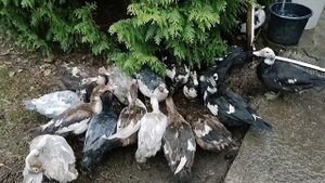 Индоутки. Мускусные утки. Подсчет и обзор. Все наши птички