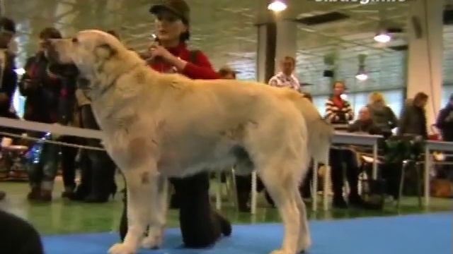 Выставка собак. Среднеазиатские овчарки смотреть онлайн