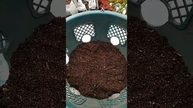 ? Формируем подвесное кашпо с ампельной Виолой. смотреть онлайн