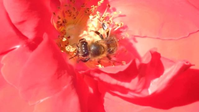 SZ-30MR тест видео максимальный ZOOOOM смотреть онлайн