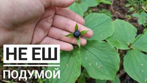 Первые грибы в этом сезоне. Смотрю вырубленный лес, показываю вампирские цветы и вороний глаз