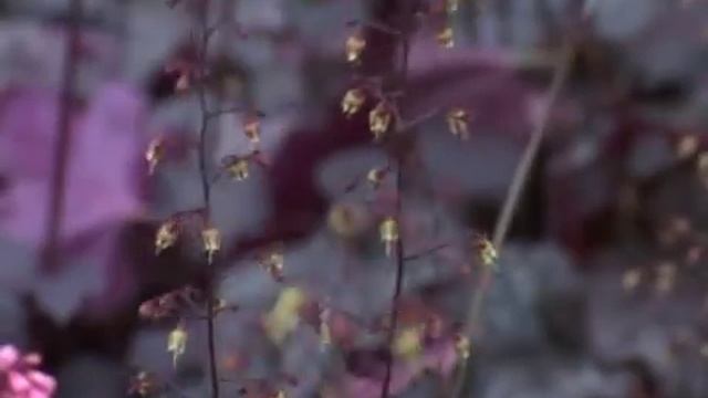 Гейхера (часть 2). Многолетние цветы. смотреть онлайн