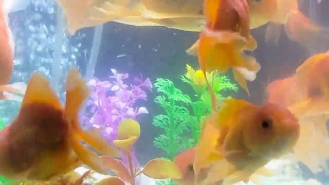 AquariumFish Swimming Daily#183, Aquarium Fish Swimming смотреть онлайн