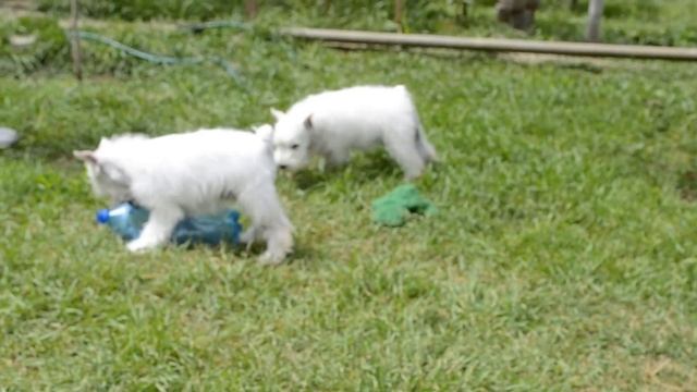 Щенки цвергшнауцера белого окраса 2,5 мес смотреть онлайн