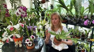 Орхидея МИЛЬТОНИЯ и гибридный МИЛЬТОНИОПСИС