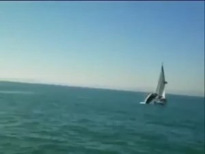 Аварийные ситуации - Столкновения - Кит атаковал яхту
