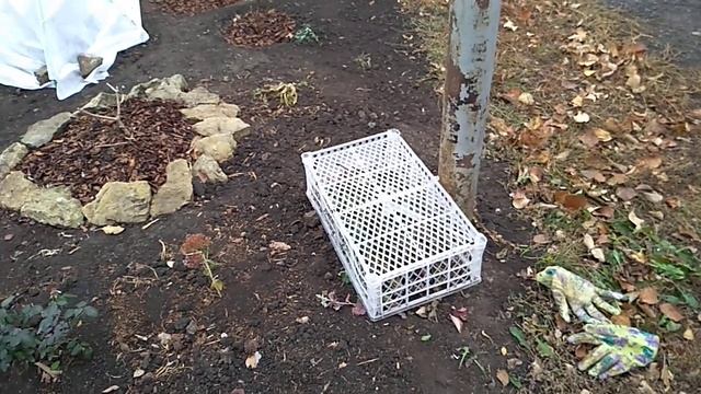 Укрытие клематиса и лаванды на зиму.