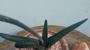Planta Suculenta: Gasteria carinata var. verrucosa  [áudio original]