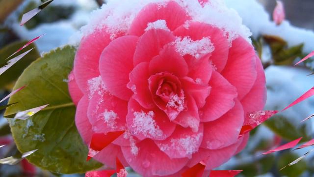 Beautiful Camellia flowers (HD1080p) смотреть онлайн