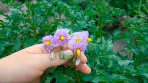 Картофель цветет.  Нужно ли обрывать цветы у картофеля,чтобы получить больше урожай??
