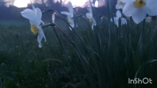 daffodil natureflowersforestsunsetblue night