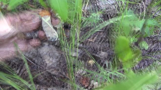 Грибы 2013. Омская область, видео.mp4 смотреть онлайн