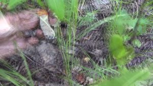 Грибы 2013. Омская область, видео.mp4