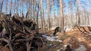 Пришла весна. Медведи проснулись после зимней спячки.