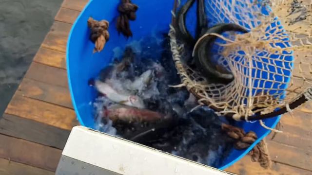 🐟 Запуск форели | 25 сентября | Суббота | Золотые Караси смотреть онлайн