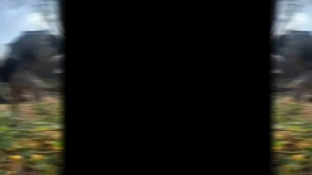 Ротно тактична група «Степові вовки» в дії смотреть онлайн