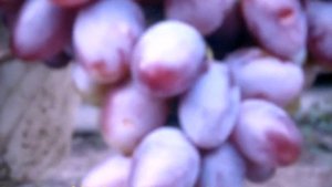 Виноград Граф Монте Кристо