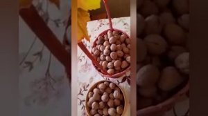 Грецкий орех, чем полезна скорлупа.