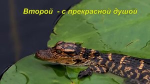 Три крокодила