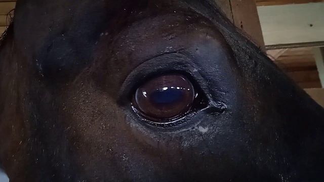 Приподнятое верхнее веко при волнении у лошади. Глаза Лёлика. смотреть онлайн
