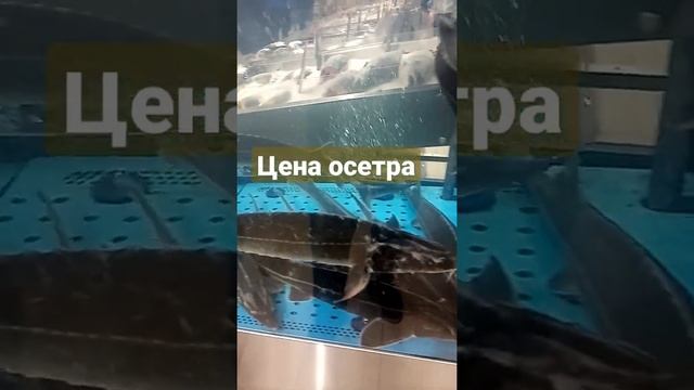 Розничная цена живого осетра