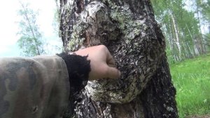 Сувель березовый для изготовления ручки ножа или куксы лес поход тайга природа туризм кап ручка нож