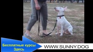 5 направлений развития щенка. Как воспитать щенка правильно? Что должен уметь щенок?