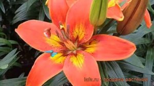 Лилия азиатская горшечная (lilium asiatiс burning joy) ? лилия обзор: как сажать луковицы лилии