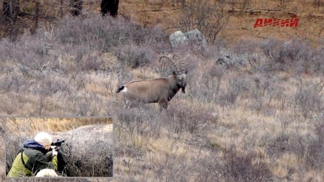 Горная охота Эдуарда Бендерского. Саяны. Сибирский козерог. 2015. смотреть онлайн