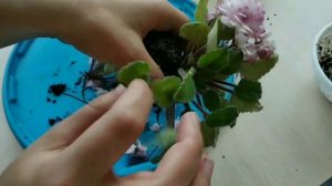 Формую трейлер Lituanika, пересадка фіалки, African violets
