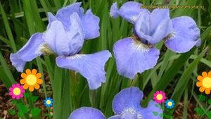 Ирис сибирский Голубая луна. Краткий обзор, описание характеристик iris sibirica Blue Moon