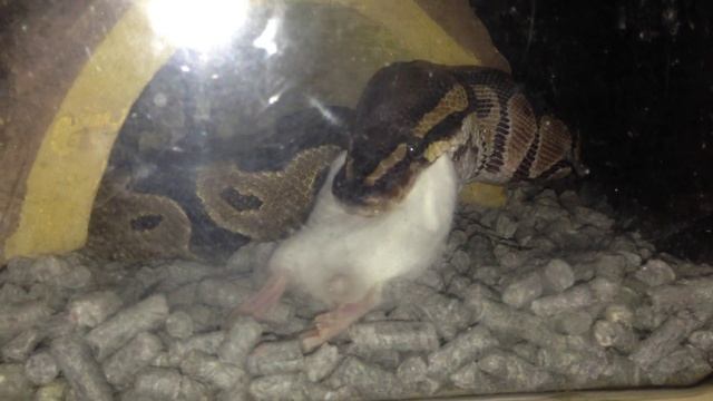 Snake (Ball python) eats rat смотреть онлайн