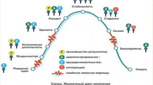 Жизненные циклы организации и оргструктура бизнеса