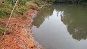 Ловля головля на куриную печенку