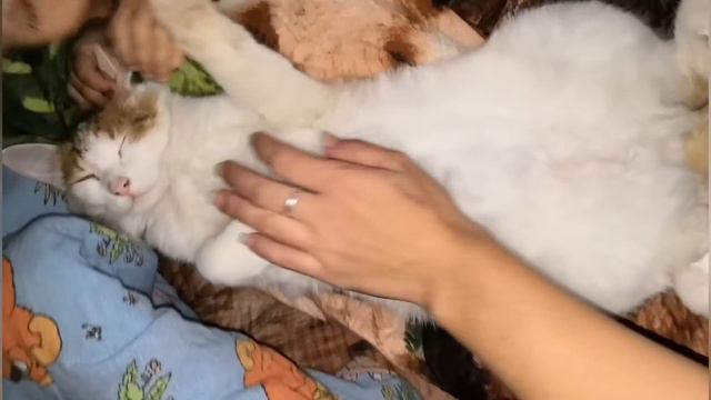 Funny cats, Turkish van./Смешные коты.ТУРЕЦКИЙ ВАН.Мой котик. смотреть онлайн