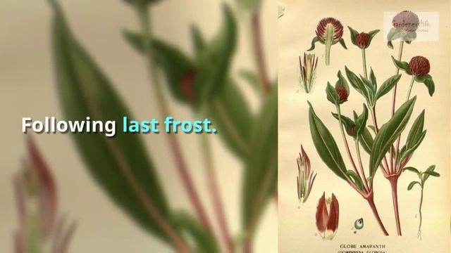 Gomphrena Growing Guide смотреть онлайн