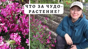 Лунария от посева до цветения / Сухоцветы для букетов / Silver Dollar Plant from seeds to flowers