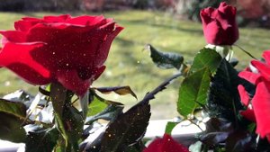 С Днем Рождения, Юлия! Поздравление с Днем Рождения для Юлии.