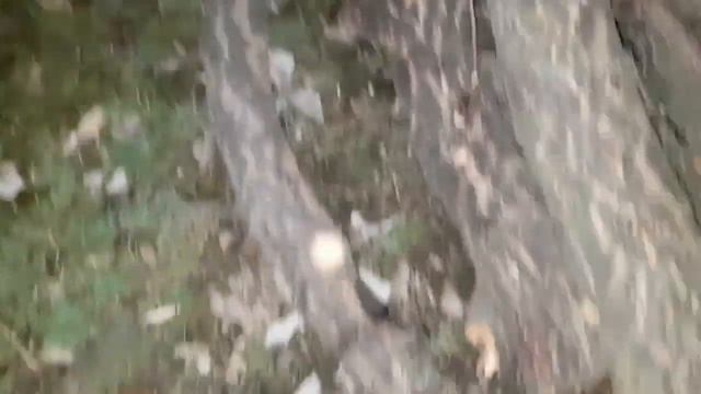 ДРОВА ДЛЯ ШАШЛЫКА. РАЗДОБЫЛ НЕМНОГО ЯБЛОНИ И МНОГО АБРИКОСЫ смотреть онлайн