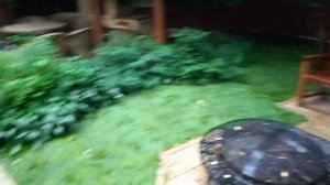 Рулонный газон теневыносливый из приземистого мятлика