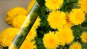 Самое Многофункциональное Лекарственное Растение — Одуванчик!